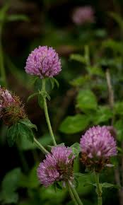 Fleur De Trefle Clover Flower Flor De Trebol Fleur De Trefle Souvenir Enfance