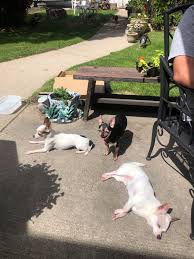 It continued that they were genetically bred to look like dogs instead of rats. Happy Roasting Rodents Chihuahua