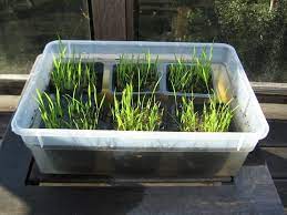 How To Grow Rice At Home Backyard Farming Growing Rice Growing Vegetables