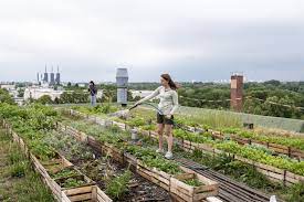 1384, atas lot 841, mk1, jalan tasek, simpang ampat, 14120 seberang perai selatan, penang, malaysia. Malaysian Company Aims To Solve Food Security Through Urban Farming Here S How Culture