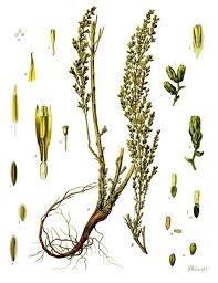 Image result for Artemisia sp.no.1