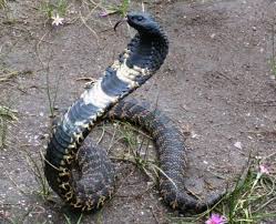 Suborder serpentes) lack external ear openings, moveable eyelids, and most north carolina snakes are colubrids. Rinkhals Facts And Pictures