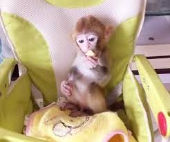 Pocket monkey pet price in india. Pocket Monkey Posts Facebook