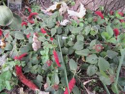 Image result for Acalypha lanceolata