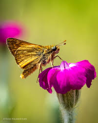 Image result for Ochlodes sylvanus