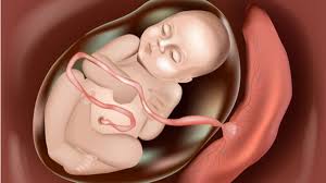 Berikut beberapa cara mudah untuk menghilangkannya. 7 Fakta Menarik Tentang Ari Ari Bayi Apa Peran Ari Ari