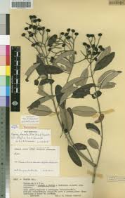 Image result for Ceratotheca integribracteata