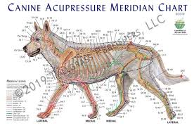 Canine Acupressure Meridian Chart Poster Laminated