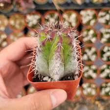 It grows in clumps composed of several individual ribbed branches or stems in nature, this cactus grows under existing shade until its roots mature. Stenocereus Pruinosus Gray Ghost Organ Pipe Succulents Depot