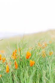Head to crystal bay farm for sweet strawberries ($5/lb.) in the spring and raspberries in june or july ($7/lb.). Spring Wildflowers At Mt Diablo State Park In San Francisco Bay Area Best Flower Pictures Flowers Photography Spring Wildflowers