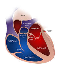 The four compartments are arranged sequentially. Heart Lessons Worksheets And Activities