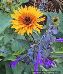 Image result for Heliopsis