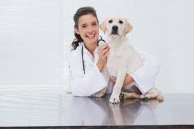 This clinic requires everything be bought from them even if they do not carry the heartworm medication you have been using for years. Juniper Valley Animal Hospital Pc In Middle Village Top And Best Vets In Middle Village