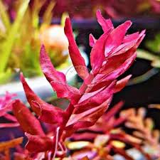 Image result for Syngonanthus angolensis