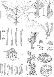 Image result for Polyceratocarpus gossweileri