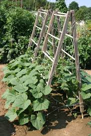 But i wanted a trellis that could prop up a whole row of peas, beans or cucumbers. 15 Easy Diy Cucumber Trellis Ideas A Piece Of Rainbow