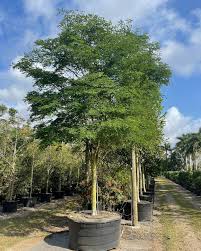 Image result for Bridelia atroviridis