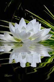 Gif Paradise Video Lotus Flower Wallpaper Music Flower Zen Art