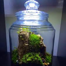 Pin By Ana Paula On Mossarium Paludarium Terrarium Aquarium Plants Terrarium Nature
