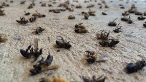 Dead bees in medicine bees good for the heart, and they are absolutely harmless : Dead Fly Free Stock Photo By Bjorgvin On Stockvault Net
