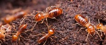 Contact us today for treatments for termites, rodents, bed bugs & more. Pest Control Madison Al Better Way Pest Control