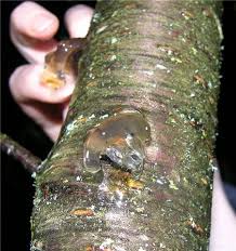 Check spelling or type a new query. Clear Mucous Like Tree Slime Identification Ubc Botanical Garden Forums