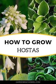It generally grows as a. How To Grow Plant And Care For Hostas Gardening Channel