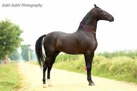 Pin By Julie Jensen On Hest In 2020 Marwari Horses Horses Horse Breeds