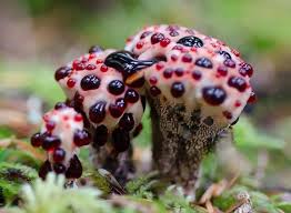 Mesmerising Mushrooms Stuffed Mushrooms Mushroom Pictures Magical Mushrooms