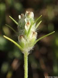 Image result for Plantago