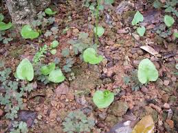 Image result for Ophioglossum reticulatum