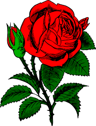 Ribuan gambar baru berkualitas tinggi ditambahkan setiap hari. Vektor Bunga Mawar Png Transparent Images Free Png Images Vector Psd Clipart Templates