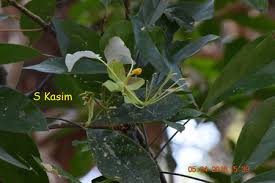 Image result for Cadaba glaberrima