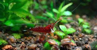Cardinal Sulawesi Shrimp Aquatic Magazine Red Cherry Shrimp Cherry Shrimp Nano Aquarium