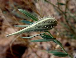 Image result for Gomphocarpus kaessneri
