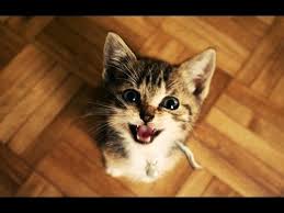 Kucing Lucu Dan Anak Kucing Mengeong Kompilasi Hd Youtube