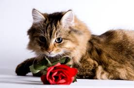 However, eating this the fibrous plant material can cause significant irritation to your cat's gastrointestinal tract. Flowers For Cat Lovers Finally Some Cat Safe Choices Natural Cat Care Blog