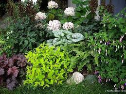 Back Yard Landscaping Shade Garden Backyard Garden Landscape Shade Garden Plants