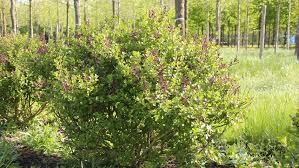 Image result for Syringa meyeri ´Palibin