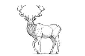 Check spelling or type a new query. How To Draw A Deer Step By Step