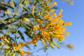 Image result for Nicotiana glauca