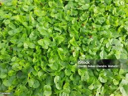 Image result for Macrotyloma