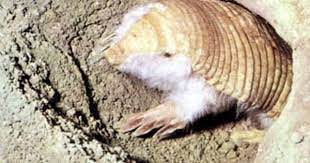 Pin On Miscellaneous Mammals