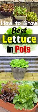 Growing Lettuce In Containers Indoor Vegetable Gardening Organic Vegetable Garden Growing Vegetables
