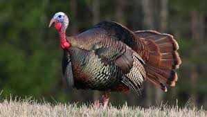 From wikipedia, the free encyclopedia. Leftover Wisconsin Turkey Authorizations Available In Six Zones