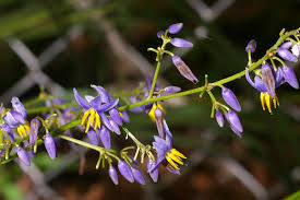 Image result for Dianella