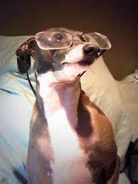 He's affectionate with his family, and loves to snuggle with you and stick close to your side. Pin On Kermie Worm Mr Marbles