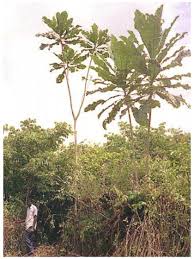 Image result for Psorospermum mechowii