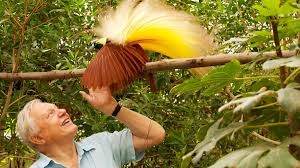 The most anticipated movies to stream in february 2021. Bbc Two Attenborough S Paradise Birds