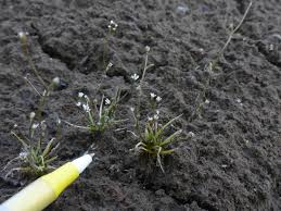 Image result for Subularia